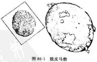 马勃(马疕，马屁勃，马疕苗，灰菇，马屁包，牛屎菇，灰包菌，药苞，人头菌、牛屎菌)