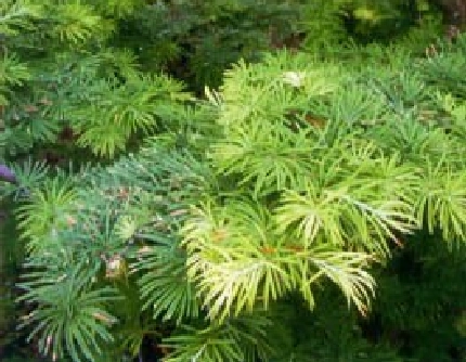 [松科金钱松属] 金钱松(别名：金松) 松科