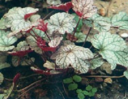 [虎耳草科矾根属] 红花矾根(别名：珊瑚钟) 虎耳草科