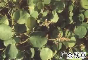 广金钱草()