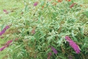 大叶醉鱼草(别名：绛花醉鱼草、兴山醉鱼草)图片简介_花期5～10月，果期9～12月