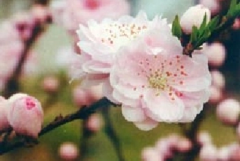 桃花(别名：白桃、毛桃)图片简介_花期3～4月，果期6～9月