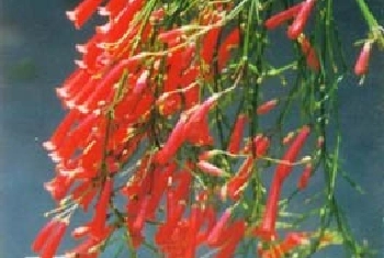 炮仗竹(别名：爆竹花、爆仗花)图片简介_花期6～10月